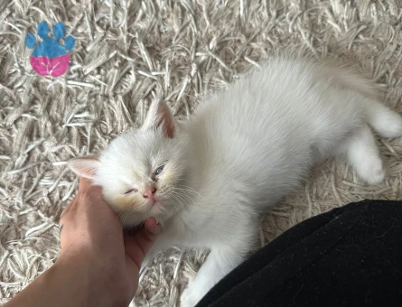 British Shorthair Kedim Eş Arıyor
