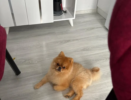Poomeranian Boo 1 Yaşında Eş Arıyor - 118971388