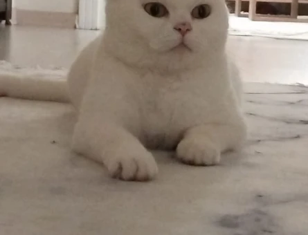 Brtitish Shorthair 4 Yaşında Eş Arıyor - 118971396