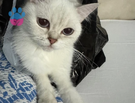 British Short hair Dişi Kedim İçin Eş Arıyoruz-Başakşehir