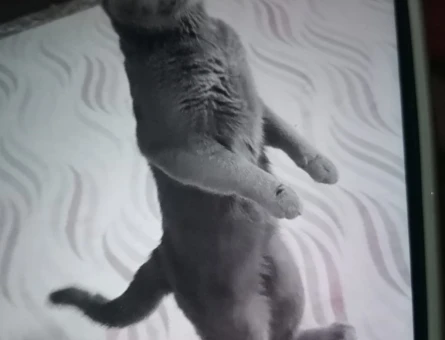 British Shorthair - 118979503