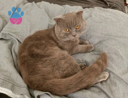 Oğluma eş arıyorum