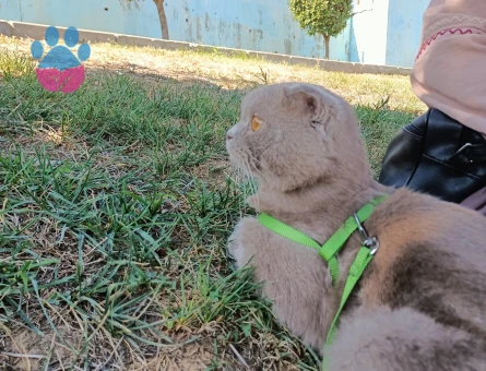 Oğluma eş arıyorum