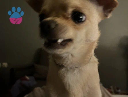 Chihuahua Erkek