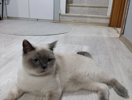 British Shorthair 1 Yaşında Kedim Eş Arıyor - 118979510