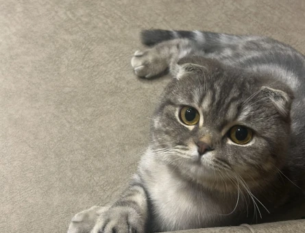 Scottish Fold 1 Yaşında Eş Arıyor - 118979511