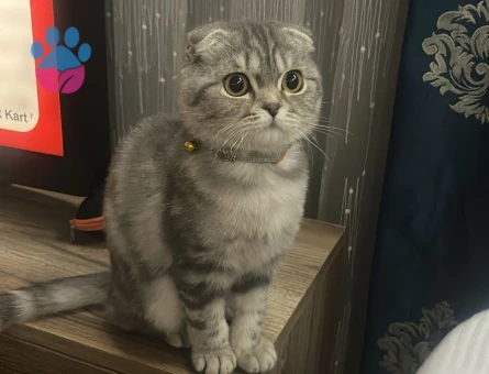 ogluma acil es ariyorum