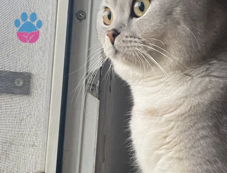 Acil dişi arıyorum