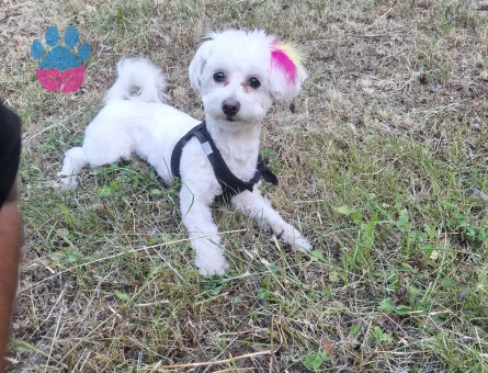 Kızıma eş ariyorum