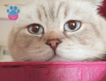 British Dişi Kedi Arıyoruz