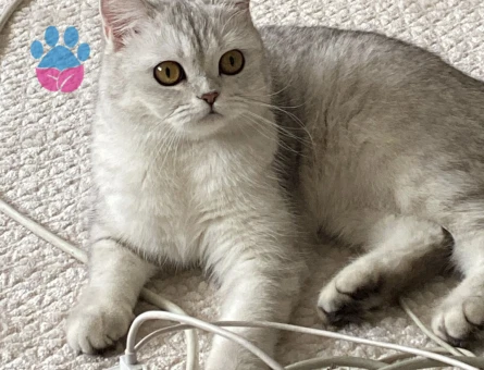 Disi British e orijinal es