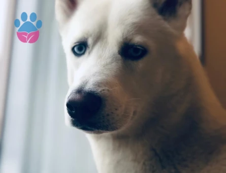 Poyraz'a Eş Arıyoruz