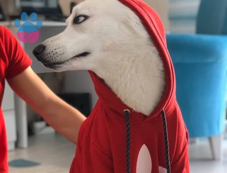 Poyraz'a Eş Arıyoruz