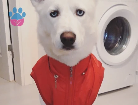 Poyraz'a Eş Arıyoruz