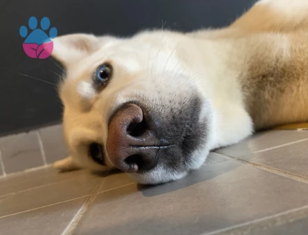 Poyraz'a Eş Arıyoruz