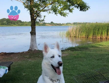 Poyraz'a Eş Arıyoruz