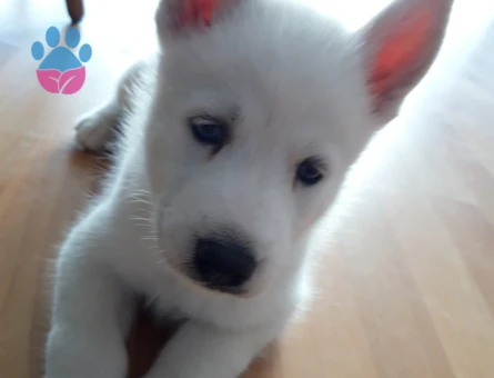 Poyraz'a Eş Arıyoruz