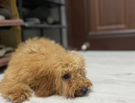 Toy poodle - 118979922