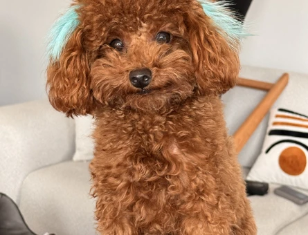 Toy poodle teacup oğluma eş arıyorum - 118979923