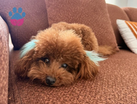 Toy poodle teacup oğluma eş arıyorum