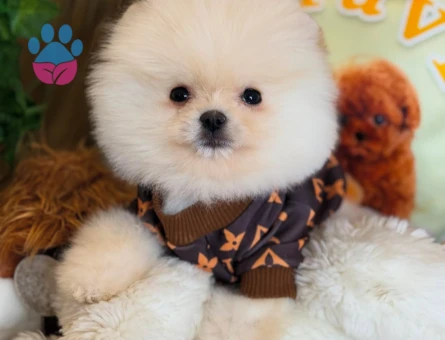 10 aylık Oğluma Eş Arıyorum