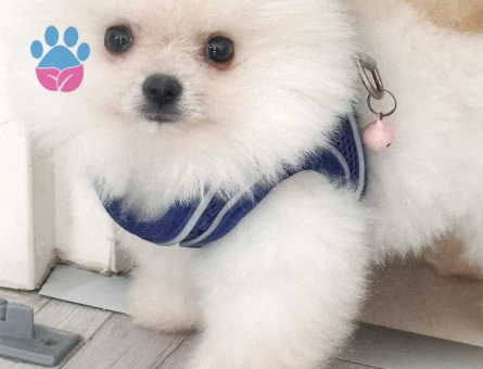 10 aylık Oğluma Eş Arıyorum