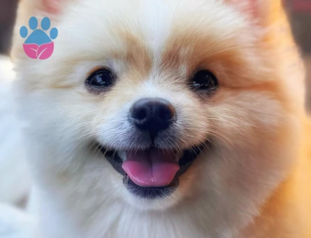 10 aylık Oğluma Eş Arıyorum