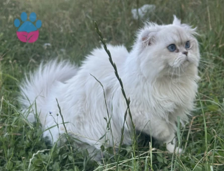 Scottish kedimiz  için dişi eş arıyoruz