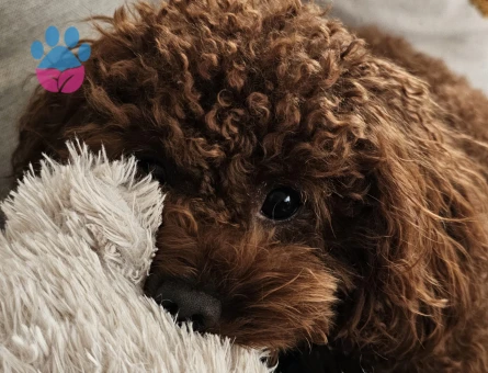 Toy POODLE Köpeğim Eş arıyor - Görsel 2