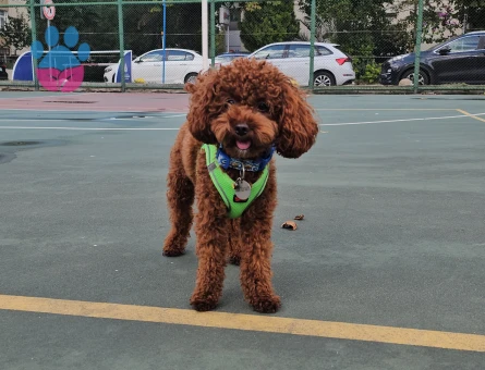 Toy POODLE Köpeğim Eş arıyor - Görsel 3