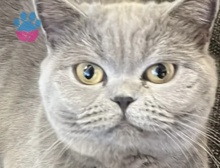 British Shorthair Kızımıza eş arıyoruz - 118985208