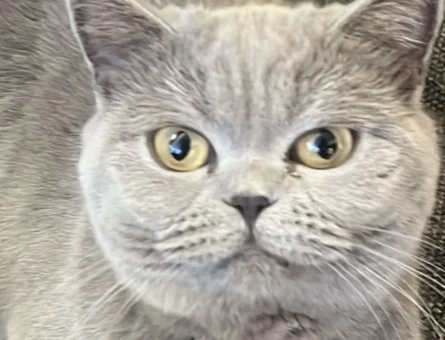 British Shorthair Kızımıza eş arıyoruz - 118985208