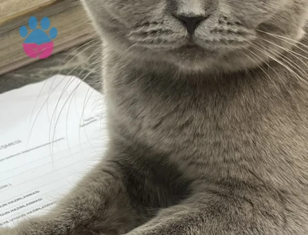 British Shorthair Kızımıza eş arıyoruz - Görsel 3