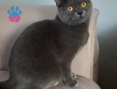 Prensesime es ariyorum