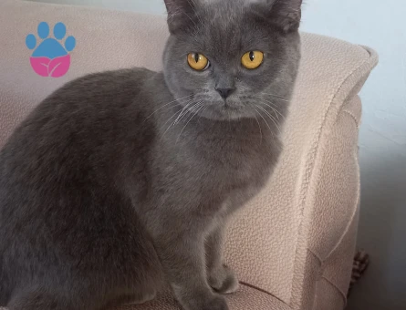 Prensesime es ariyorum