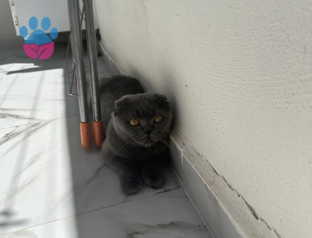 Güzel kızıma eş arıyorum