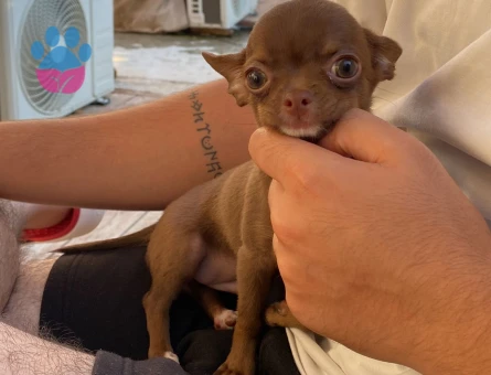 Chihuahua ogluma eş arıyorum