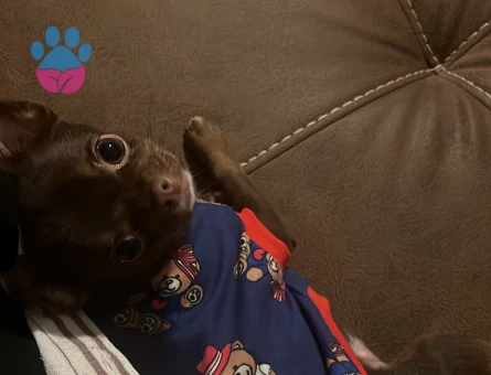 Chihuahua ogluma eş arıyorum