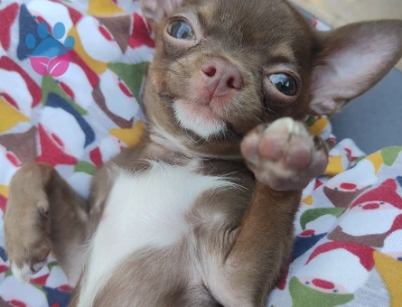 Chihuahua ogluma eş arıyorum