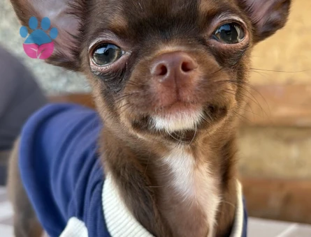 Chihuahua ogluma eş arıyorum