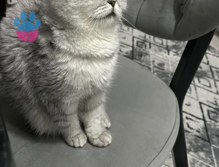Scottish Fold 1 Yaşında Eş Arıyor