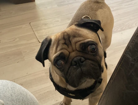 Pug köpeğime eş arıyorum - 118972940