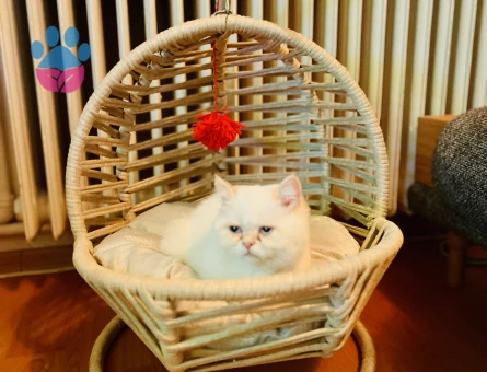 Köpük’üme Gelin Arıyorum