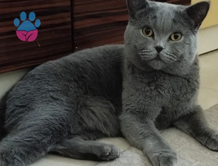 Prensimize prenses arıyoruz