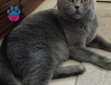 Prensimize prenses arıyoruz