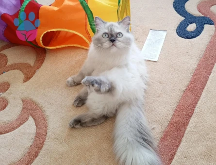 Prensesimize eş arıyoruz