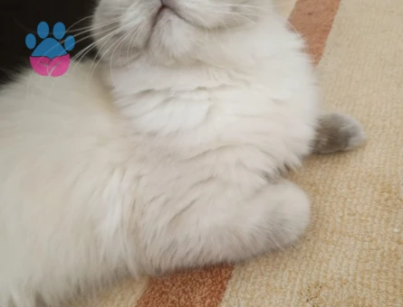 Prensesimize eş arıyoruz