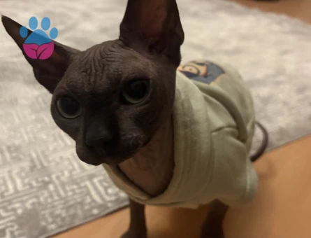 1,5 yaşındaki sfenks kedime eş arıyorum