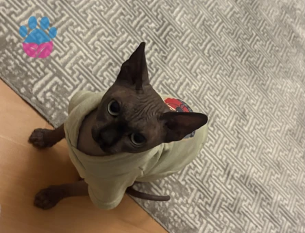 1,5 yaşındaki sfenks kedime eş arıyorum