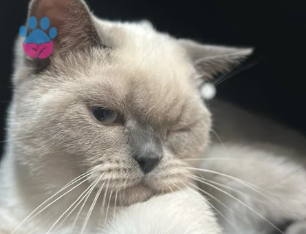 British Bluepoint Erkek